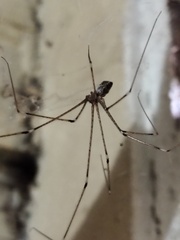 Crossopriza lyoni