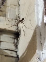 Crossopriza lyoni