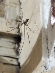 Crossopriza lyoni
