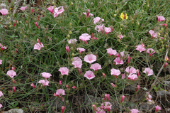 Convolvulus cantabrica