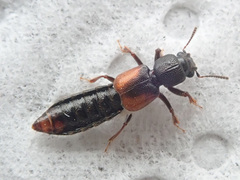 Bledius tricornis