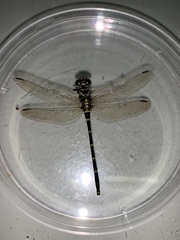 Burmagomphus vermicularis