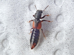Bledius tricornis