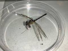 Burmagomphus vermicularis