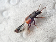 Bledius tricornis