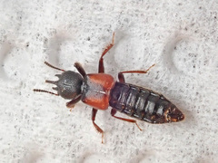 Bledius tricornis