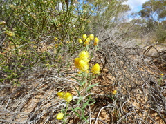 Waitzia acuminata acuminata