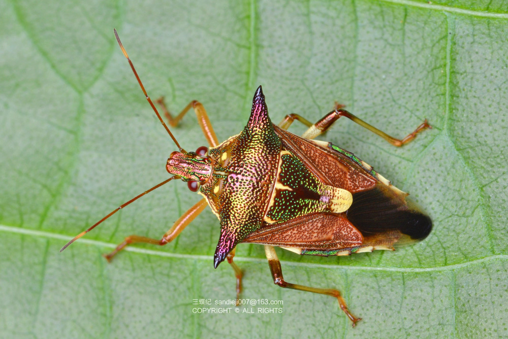 Cantheconidea