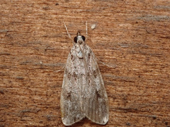 Scoparia subfusca