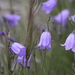 Campanulaceae - Photo (c) Carla Ellis, μερικά δικαιώματα διατηρούνται (CC BY-NC), uploaded by Carla Ellis