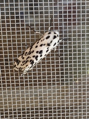 Hypercompe permaculata