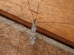 Discobola parvispinula