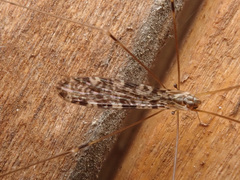 Discobola parvispinula