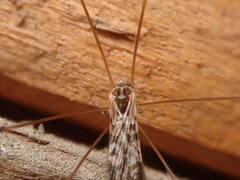 Discobola parvispinula