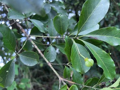 Euonymus carnosus