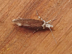 Ypsolopha vittella