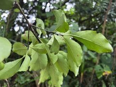 Euonymus carnosus