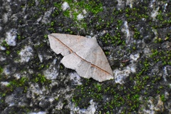 Ugia insuspecta