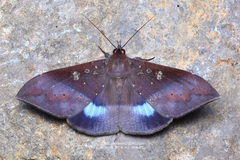 Ischyja manlia