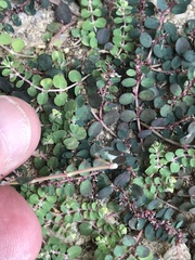 Euphorbia serpens