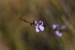 Comesperma scoparium