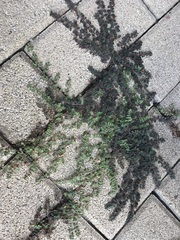 Euphorbia serpens