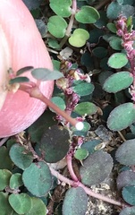 Euphorbia serpens