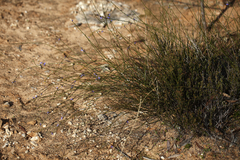 Comesperma scoparium