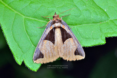 Fodina cuneigera
