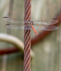 Orthemis ferruginea