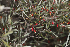 Grevillea pauciflora