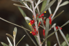 Grevillea pauciflora