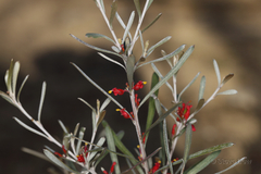 Grevillea pauciflora