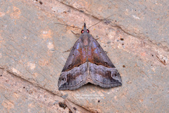 Hypena indicatalis