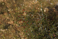 Dodonaea hexandra