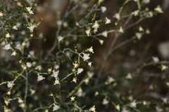 Spyridium phylicoides