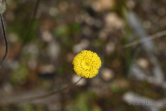 Asteridea athrixioides