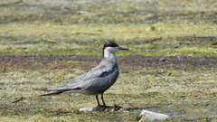 Chlidonias hybrida