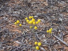 Waitzia acuminata acuminata