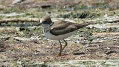Charadrius dubius