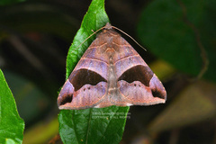 Bastilla joviana