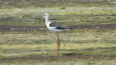 Himantopus himantopus