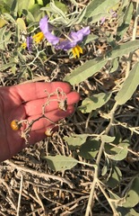 Solanum elaeagnifolium