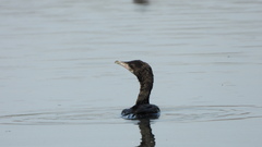 Microcarbo pygmaeus