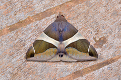 Bastilla crameri