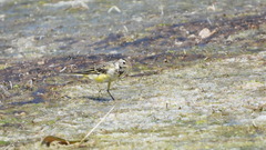 Motacilla flava