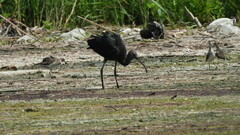 Plegadis falcinellus
