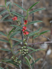 Indigofera linifolia