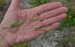 Urochloa pubigera