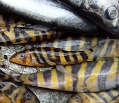Bengal Loach photo 4